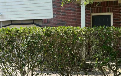 Photo of Jay Z.'s yard after getting tree care in Houston, TX