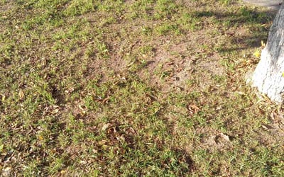 Photo of Mary L.'s yard after getting landscaping in Ridgecrest, CA