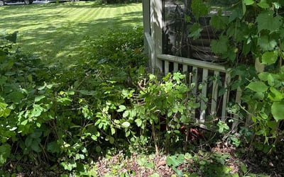 Photo of Tod P.'s yard after getting tree care in Milwaukee, WI