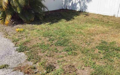Photo of Bethany K.'s yard after getting landscaping in Crystal Springs, FL
