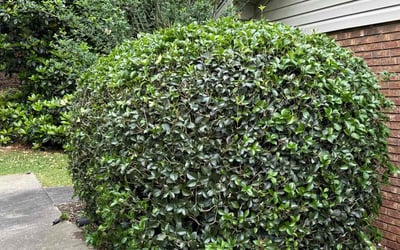 Photo of Wayne R.'s yard after getting landscaping in Inman, SC