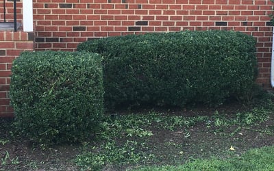 Photo of Morgan C.'s yard after getting landscaping in Ordinary, VA