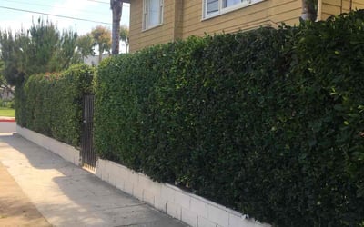 Photo of Antonia H.'s yard after getting tree care in Sonora, CA