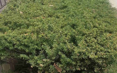 Photo of Karl R.'s yard after getting landscaping in Cedarburg, WI