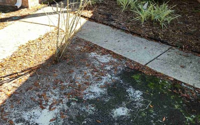 Photo of James C.'s yard after getting landscaping in Jay, FL
