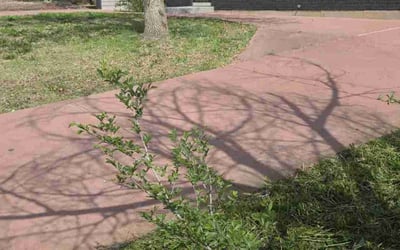 Photo of Joaquin C.'s yard after getting landscaping in Colorado Springs, CO