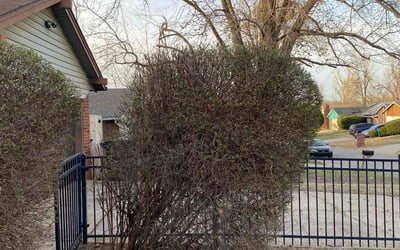 Photo of Joshua L.'s yard after getting tree care in Claremore, OK