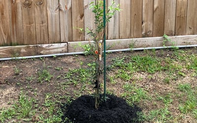 Photo of Robert M.'s yard after getting landscaping in Liberty, TX