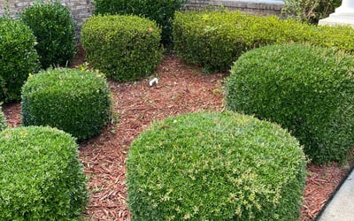Photo of Andrew R.'s yard after getting landscaping in Lamont, FL