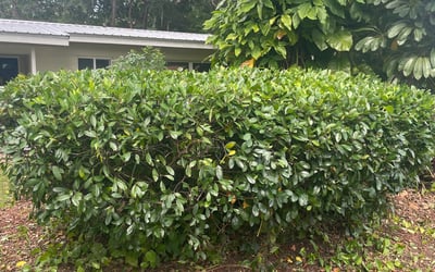 Photo of Shannon M.'s yard after getting landscaping in Grant, FL