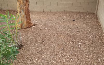 Photo of Becky S.'s yard after getting landscaping in Fountain Hills, AZ