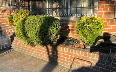 Photo of Ashley B.'s yard after getting landscaping in Flushing, NY
