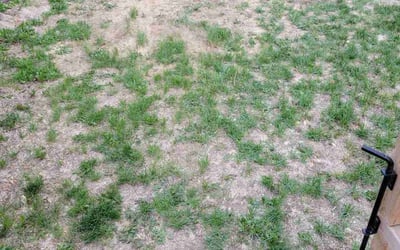 Photo of Ellen S.'s yard after getting landscaping in Lafayette, CO