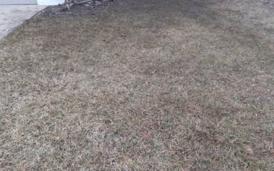 Photo of Sally B.'s yard after getting landscaping in Edgerton, KS