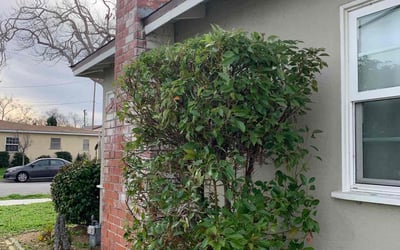 Photo of Matthew R.'s yard after getting lawn care in North Hills, CA