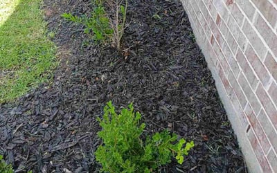 Photo of Hector R.'s yard after getting landscaping in Thompsons, TX