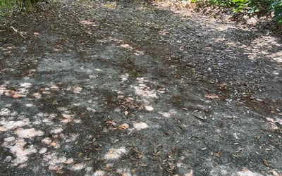 Photo of Nneka N.'s yard after getting tree care in Melbourne, FL