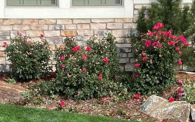 Photo of Joe M.'s yard after getting landscaping in Simla, CO