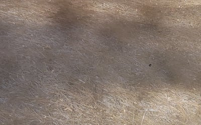 Photo of Lynda E.'s yard after getting tree care in Sunnyvale, CA