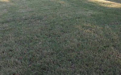 Photo of Sharon L.'s yard after getting lawn care in Newton, KS