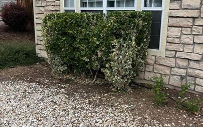Photo of Jamie S.'s yard after getting landscaping in Incline Village, NV