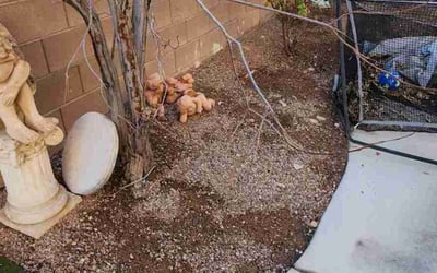 Photo of Christopher S.'s yard after getting landscaping in Laughlin, NV