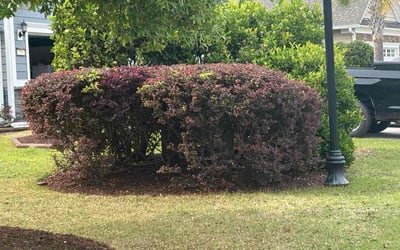 Photo of Susan B.'s yard after getting landscaping in Bluffton, SC