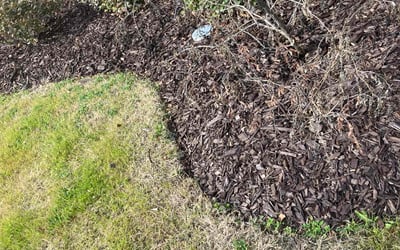 Photo of Karen L.'s yard after getting tree care in Garland, TX