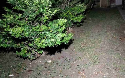 Photo of Mark E.'s yard after getting landscaping in Adkins, TX