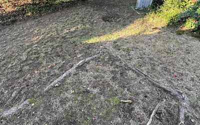 Photo of Mary F.'s yard after getting landscaping in Chester Gap, VA