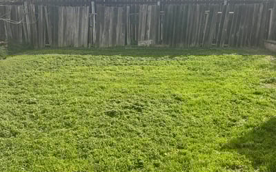 Photo of George C.'s yard after getting landscaping in Diamond Springs, CA