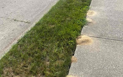 Photo of Vickie H.'s yard after getting tree care in Westland, MI