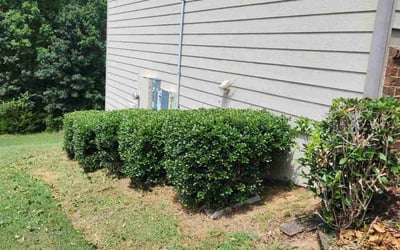 Photo of Teshia R.'s yard after getting tree care in Rex, GA