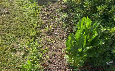 Photo of Stephen N.'s yard after getting landscaping in Windsor, VA