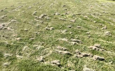 Photo of Katheryn B.'s yard after getting landscaping in Colville, WA