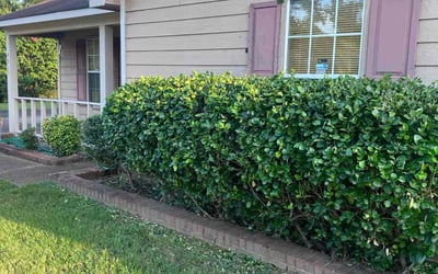 Photo of Carla L.'s yard after getting tree care in Chattanooga, TN