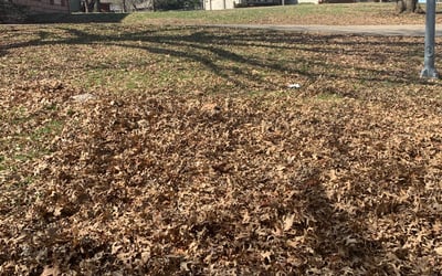 Photo of Rachel M.'s yard after getting landscaping in Lone Jack, MO