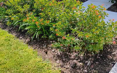 Photo of Donna F.'s yard after getting landscaping in Highland City, FL