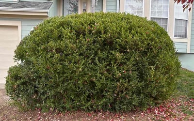 Photo of Donna T.'s yard after getting tree care in Mission, KS