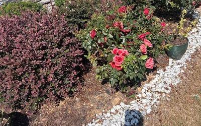Photo of Pamela B.'s yard after getting landscaping in Cartersville, GA