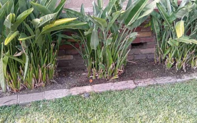 Photo of Vanessa P.'s yard after getting tree care in Palo Alto, CA