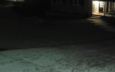 Photo of Bob B.'s yard after getting landscaping in Jackson, GA
