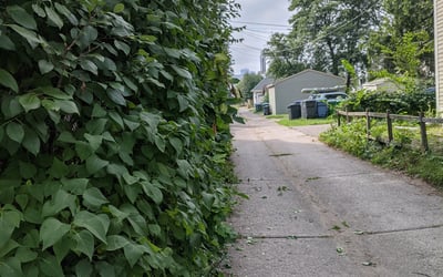 Photo of Mary M.'s yard after getting landscaping in Ellsworth, WI