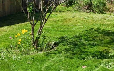 Photo of Rebecca R.'s yard after getting tree care in Damascus, OR