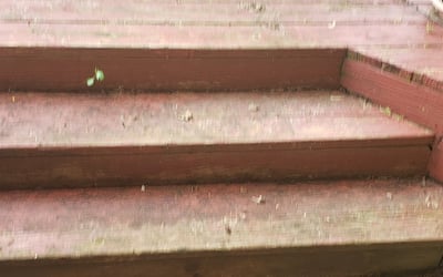 Photo of Erin S.'s yard after getting landscaping in Plattsburg, MO