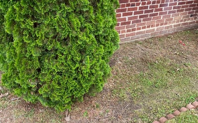 Photo of Sanders R.'s yard after getting landscaping in Aquasco, MD