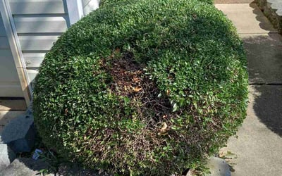 Photo of Tiffany B.'s yard after getting landscaping in Iron Station, NC