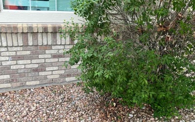 Photo of Yasmin S.'s yard after getting landscaping in Aurora, CO