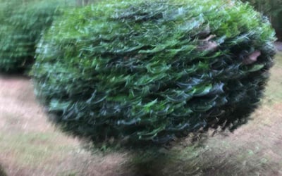 Photo of Mark F.'s yard after getting landscaping in Franklin, GA
