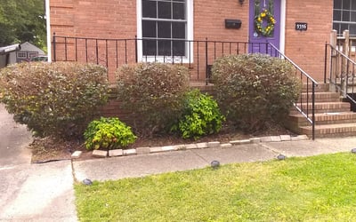 Photo of Janet B.'s yard after getting tree care in Lancaster, SC